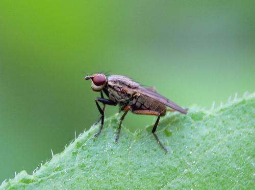 Pherbellia cinerella
